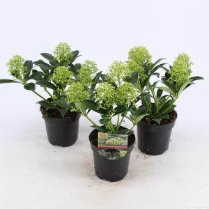 Skimmia (Skimmia Japonica “White Dwarf”®) heester - 15-20 cm (P9.5) - 18 stuks