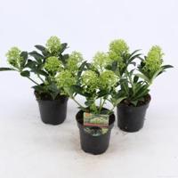 Skimmia (Skimmia Japonica “White Dwarf”®) heester - 15-20 cm (P9.5) - 18 stuks - thumbnail