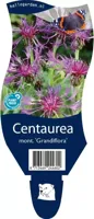 Centaurea montana Grandiflora vaste plant Griffioen - Griffioen - thumbnail