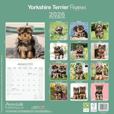 Yorkshire Terrier Puppies Kalender 2026 Yorkshire Terrier Puppies Kalender 2026