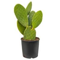 Opuntia cactus indica L1 kamerplant - thumbnail