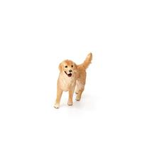 Schleich farm world golden retriever 16395 - thumbnail