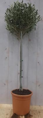 Olijfboom Olea stamhoogte 50 cm en boomhoogte 100 cm Warentuin Natuurlijk - Warentuin natuurlijk Olijfboom Olea stamhoogte 50 cm en boomhoogte 100 cm Warentuin Natuurlijk - Warentuin natuurlijk