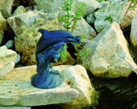 Spuitfiguur dolfijn Ubbink - Ubbink - thumbnail