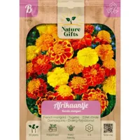 Afrikaantje bonita mengsel 50st - thumbnail