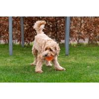 Dog Comets Exoplanet Orange S - thumbnail