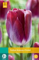 Tulipa Kansas Proud JUB, 10 bloembollen - Jub - thumbnail