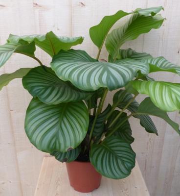 Calathea Orbifolia Pauwenplant groot groen blad met strepen 60 cm kamerplant Warentuin Natuurlijk - Warentuin natuurlijk