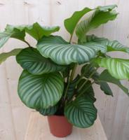 Calathea Orbifolia Pauwenplant groot groen blad met strepen 60 cm kamerplant Warentuin Natuurlijk - Warentuin natuurlijk - thumbnail
