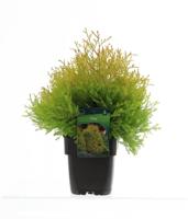 Westerse levensboom - thumbnail