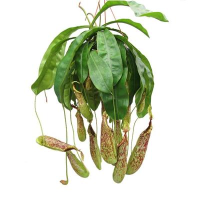 Nepenthes Mojito (Bekerplant) - P 21 cm Nepenthes Mojito (Bekerplant) - P 21 cm