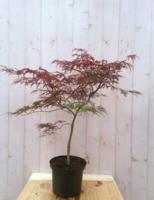 Japanse esdoorn Acer palmatum boompje rood smal blad struikje 90 cm Struik Warentuin Natuurlijk - Warentuin natuurlijk - thumbnail