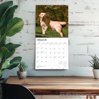 Labrador Retriever Blond Kalender 2026 Labrador Retriever Blond Kalender 2026
