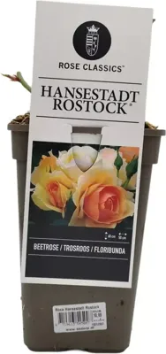 Rosa 'Hansestadt Rostock'® (Roos) 20cm