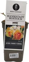 Rosa 'Hansestadt Rostock'® (Roos) 20cm - thumbnail