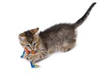 Petstages catnip dental health chew - thumbnail