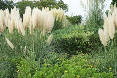 Pampasgras