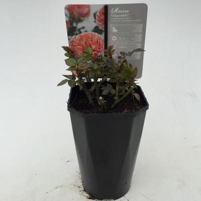 Struikroos Rosa Chippendale Arie Bouman - Arie bouman Struikroos Rosa Chippendale Arie Bouman - Arie bouman