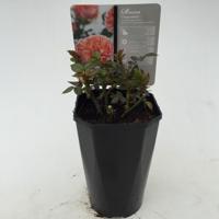 Struikroos Rosa Chippendale Arie Bouman - Arie bouman - thumbnail