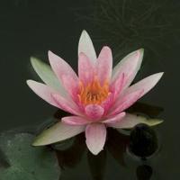 Rode dwergwaterlelie (Nymphaea pygmaea rubra) waterlelie (6-stuks) - thumbnail