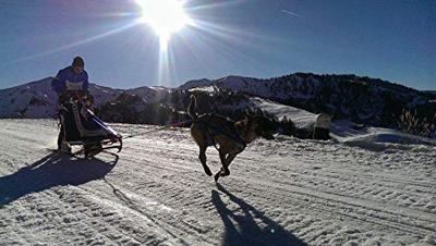 Neewa - dog racing harnass - size l - thumbnail