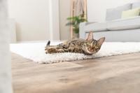 Kattenspeeltje Trixie Blauw Polyester Hout Vogel - thumbnail