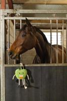 Excellent Horse Foodie Friends Apple - thumbnail