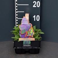 Salie (salvia nemorosa "Ostfriesland") bodembedekker - 4-pack - 1 stuks - thumbnail
