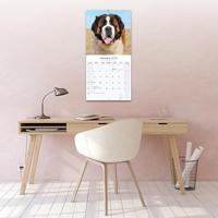 Sint Bernard Kalender 2026 - thumbnail