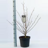 Magnolia struik Stellata - 80 - 100 cm - 5 stuks - thumbnail