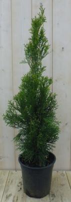 Conifeer Thuja Smaragd 90 cm Warentuin Natuurlijk - Warentuin natuurlijk Conifeer Thuja Smaragd 90 cm Warentuin Natuurlijk - Warentuin natuurlijk