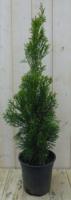 Conifeer Thuja Smaragd 90 cm Warentuin Natuurlijk - Warentuin natuurlijk - thumbnail