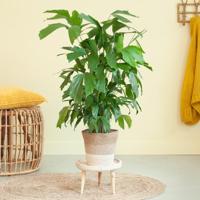 Caryota Mitis - Vissenstaartpalm - P21 - thumbnail