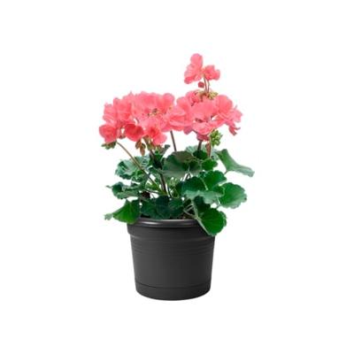 Gb balcony potholder allin1 levend zwart bloempot elho - Elho