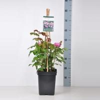 Engelse klimroos (rosa "Gertrude Jekyll"®) - thumbnail