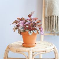 Begonia Beleaf Indian Summer - P12 - thumbnail