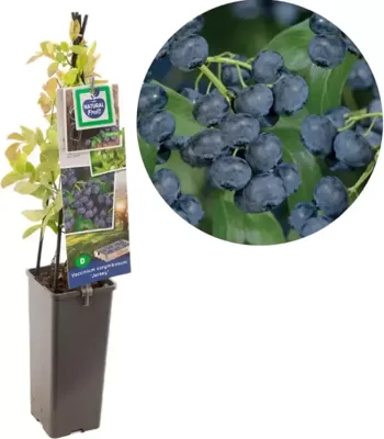 Bosbes (vaccinium corymbosum "Jersey") fruitplanten - In 2 liter pot - 1 stuks