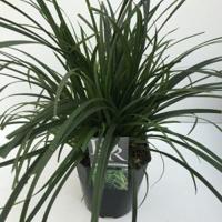 Zegge (Carex "Irish Green") siergras - In 5 liter pot - 1 stuks - thumbnail