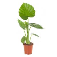 Olifantsoor plant (Alocasia Calidora) - P 19 cm - thumbnail