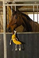 Excellent Horse Foodie Friends Banana - thumbnail