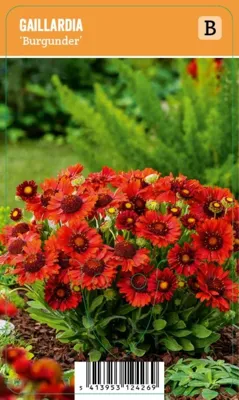 V.I.P.S. Gaillardia x grandiflora ''Burgunder'' - Primitief Gerbera (P9)