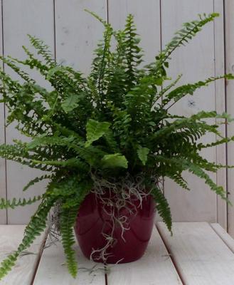 Koningsvaren rode pot 30 cm Warentuin Natuurlijk - Warentuin natuurlijk Koningsvaren rode pot 30 cm Warentuin Natuurlijk - Warentuin natuurlijk