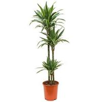Dracaena deremensis M kamerplant - thumbnail