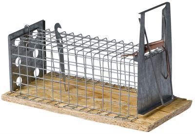 Muizenval inloop levend "Dura" Muizenval inloop levend "Dura"