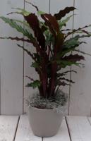 Calathea rood blad taupe pot 40 cm Warentuin Natuurlijk - Warentuin natuurlijk - thumbnail