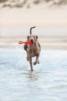 BZ TPR HSP VLIEG BOEI RD 28 - thumbnail