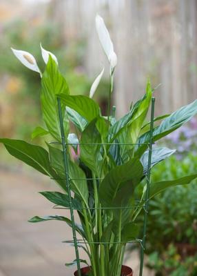 Plantensteunen geplastificeerd metaal groen H60cmx dia. 7mm incl. 3 ringen dia. 18-20-22cm Nature - Nature Plantensteunen geplastificeerd metaal groen H60cmx dia. 7mm incl. 3 ringen dia. 18-20-22cm Nature - Nature