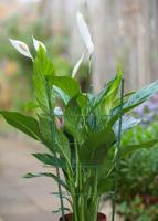 Plantensteunen geplastificeerd metaal groen H60cmx dia. 7mm incl. 3 ringen dia. 18-20-22cm Nature - Nature - thumbnail