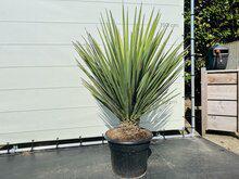 Yucca Faxoniana