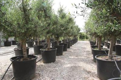 Olijfboom Olea stamhoogte 50 cm en boomhoogte 100 cm Warentuin Natuurlijk - Warentuin natuurlijk Olijfboom Olea stamhoogte 50 cm en boomhoogte 100 cm Warentuin Natuurlijk - Warentuin natuurlijk